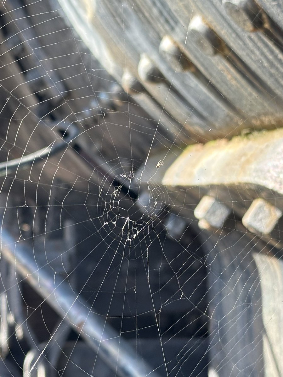 steamtownnhs's tweet photo. Last night our spider friends were very busy decorating #Steamtown NHS for the spooky season!
Have a safe and fun Halloween!
#FindYourPark #Halloween #SCREAMTOWN https://t.co/aX6i8K26LK