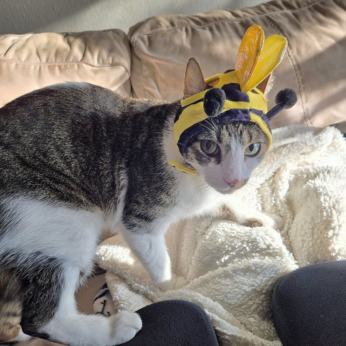 OhErisu's tweet photo. Bee safe this Halloween! 🐝 https://t.co/3N6ql9tZ7R