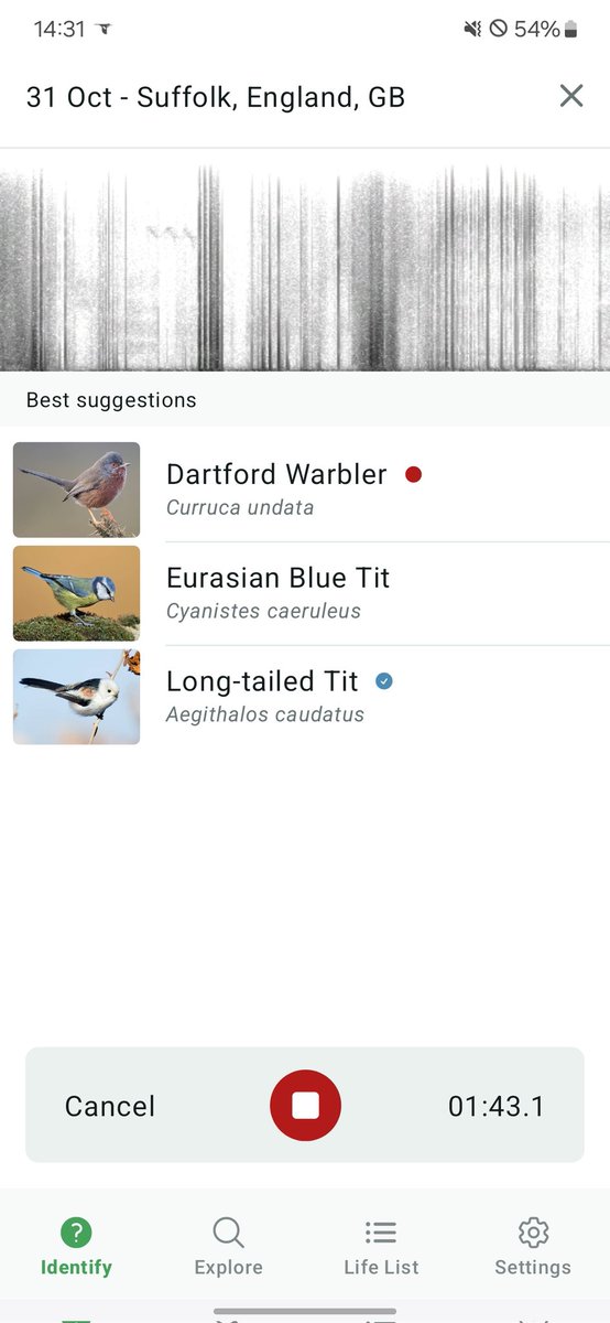 Delighted to spot my first ever dartford warbler on Dunwich Heath today- totally vindicated taking the longer route back to the car park! Great few days of birding on suffolk coast with water pipit, bearded reedling galore and whooper swans