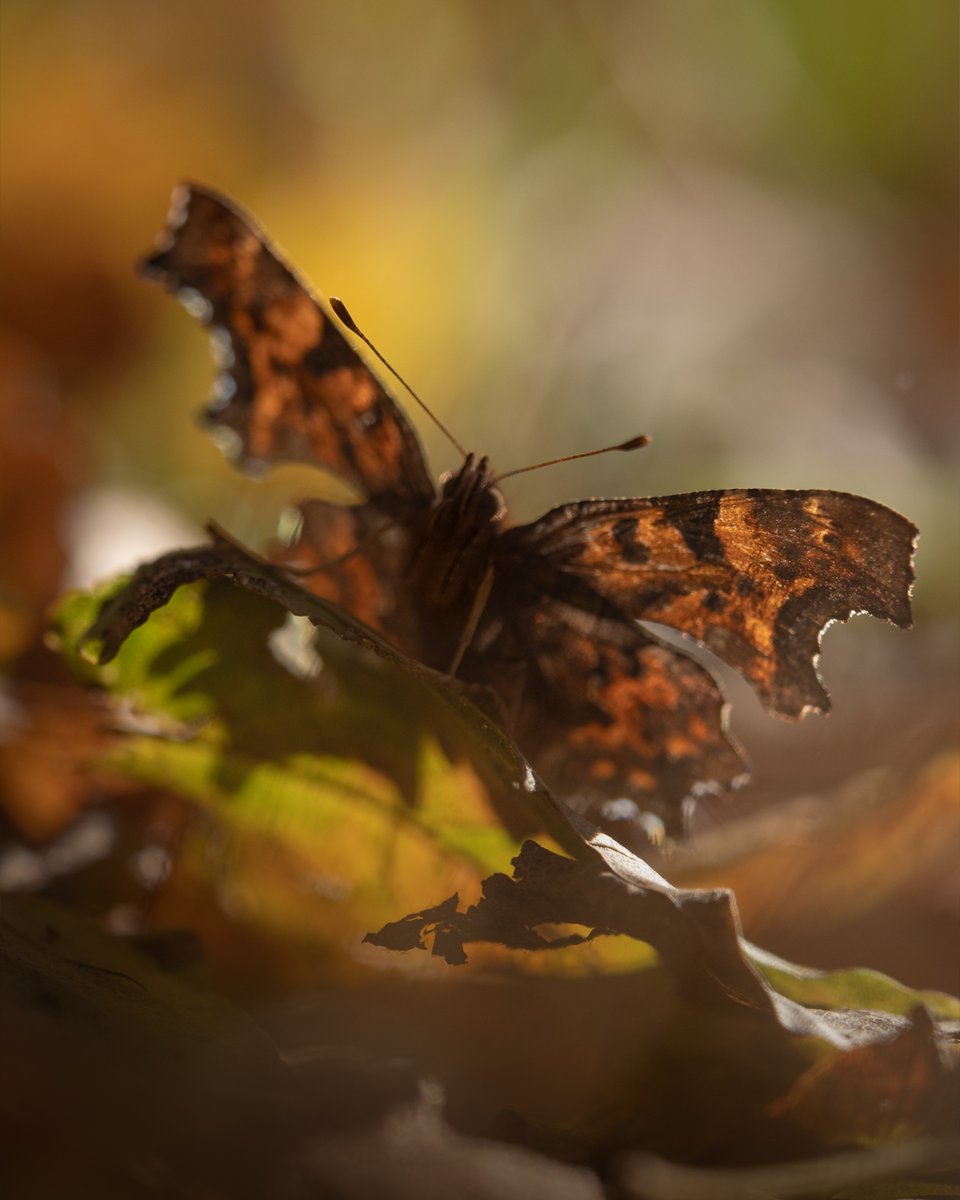 Glowing in the sun! A beautiful Comma butterfly looking ready for Halloween on the fallen leaves in the Białowieża Forest 🎃🇵🇱🦋

#InsectThursday #Halloween  #butterfly #nature #NatureBeauty #wildlife #insects #autumn #travel #NatureLover #macro #wildlifephotography #Poland