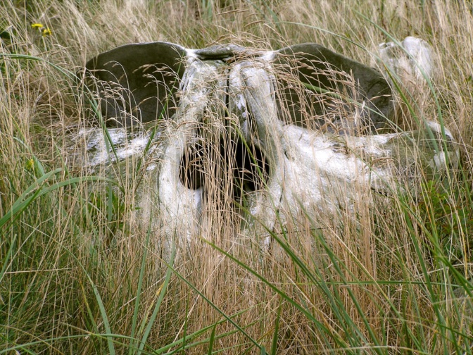 Over the years on Sable Island… there have been some images worth recalling on October 31.
Photo Zoe Lucas.
#SableIsland #NorthAtlantic
#SableIslandwx #NSwx
#bones #skeletons #halloween
#sableislandnpr #parkscanada
#sableislandnationalparkreserve