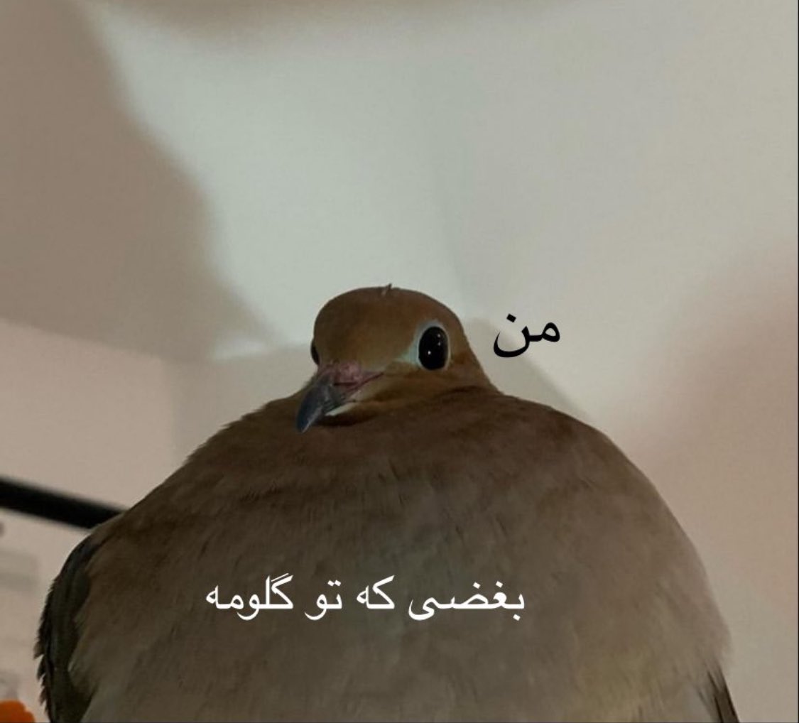 نه بابا ناراحت نشدم: