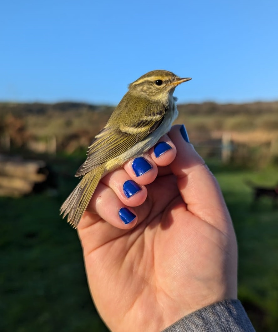 Owain Gabb tweet media