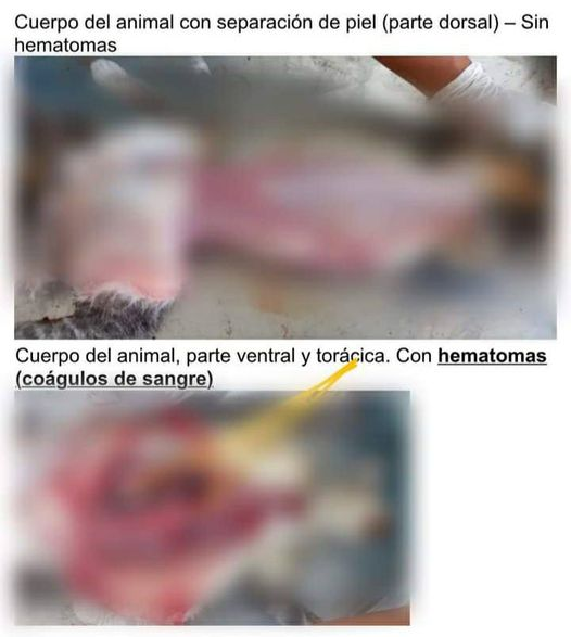 Setssuka's tweet photo. Ya salieron los resultados de su Necropsia, Michita no se merecía eso, espero que le caiga toooda la de la ley a José Ayala , ese gran puta tiene que pagar.  #justiciaparamichita https://t.co/XVPAOSq2cr