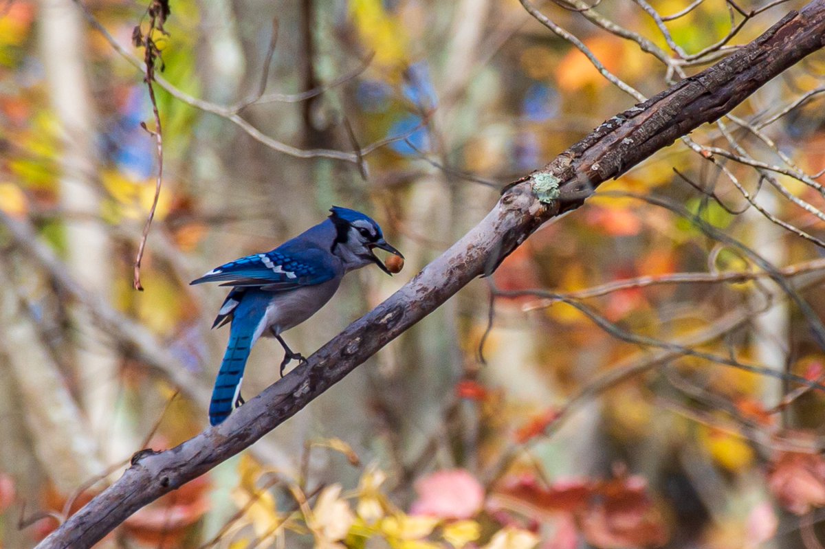 A Blue Jay breakfast
Against many soft colors 
Fall strikes once again
<a href="/wpri12/">WPRI 12</a> 
<a href="/PinpointWXTeam/">Pinpoint Weather 12</a>