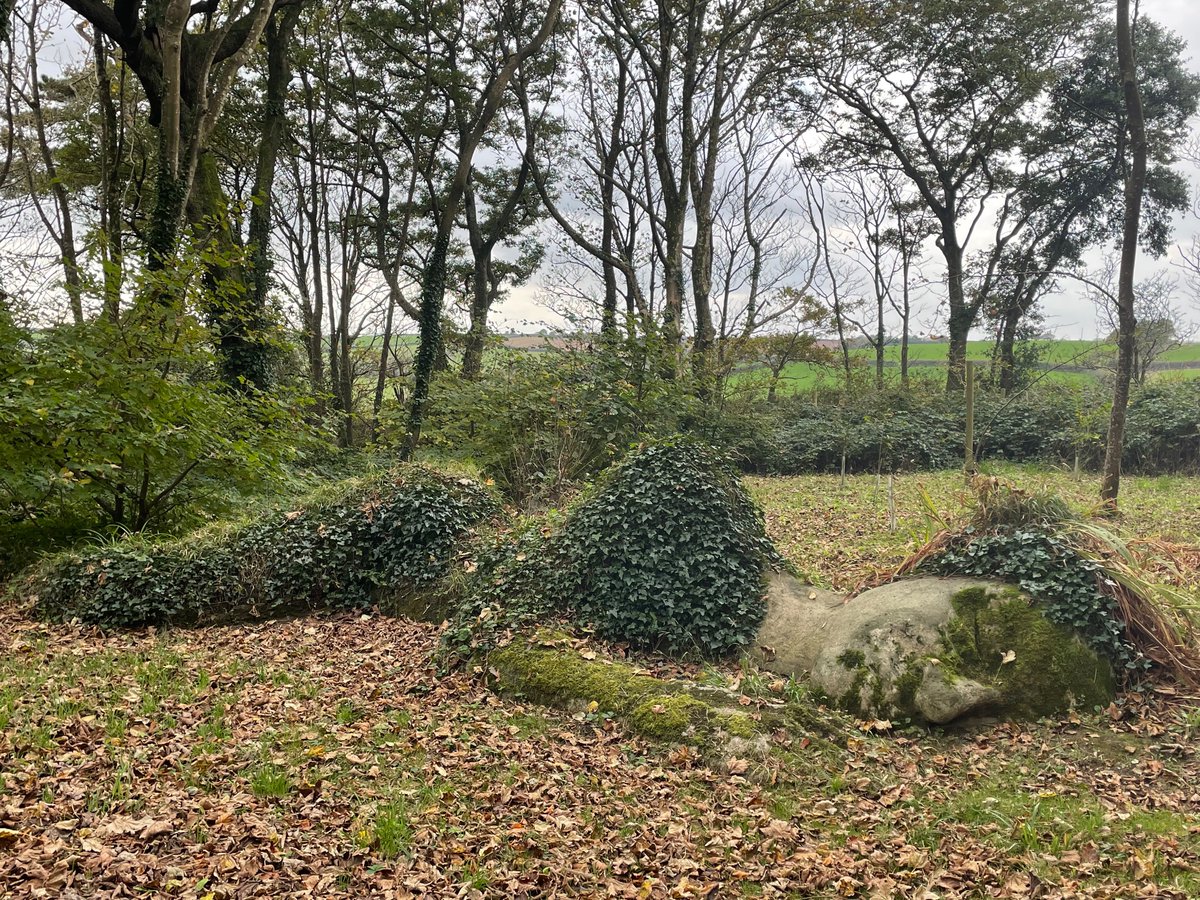 Hazel Cowls tweet media