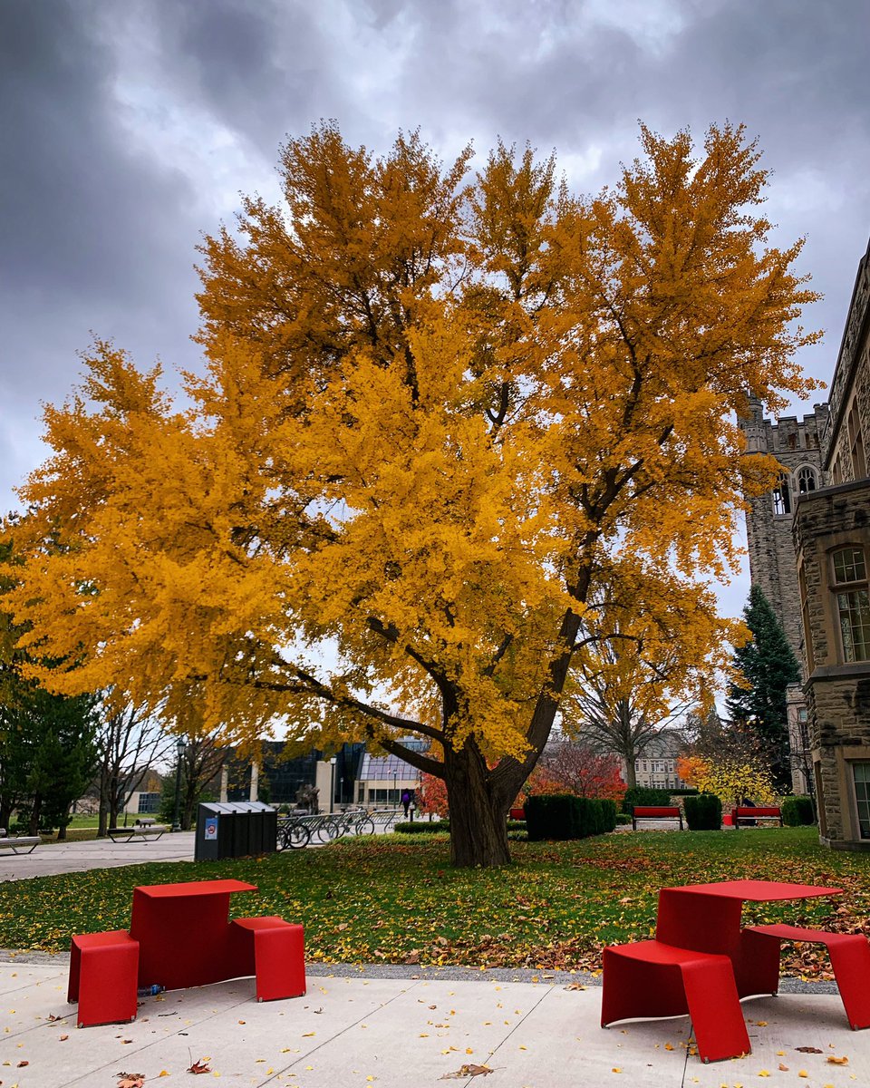 CroseBrooks's tweet photo. Fall colours 🍁 on campus @WesternU https://t.co/BaP8qqaF8e