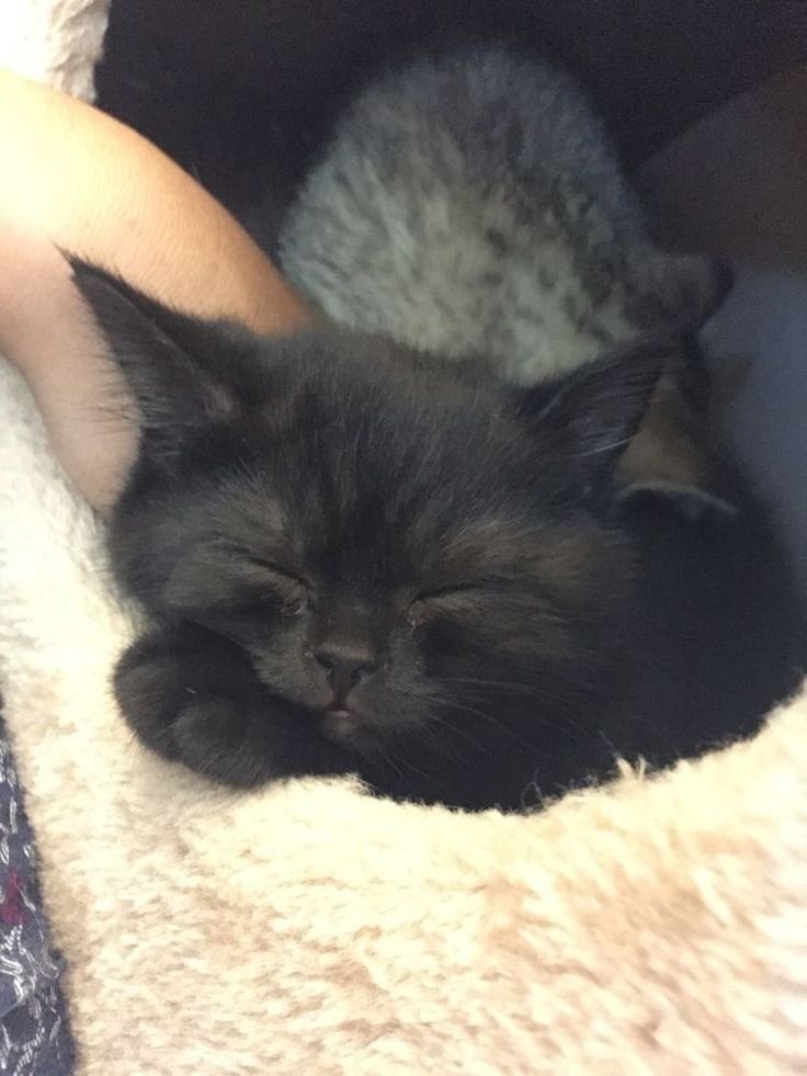 blackscats's tweet photo. https://t.co/0e1TStKQ0G