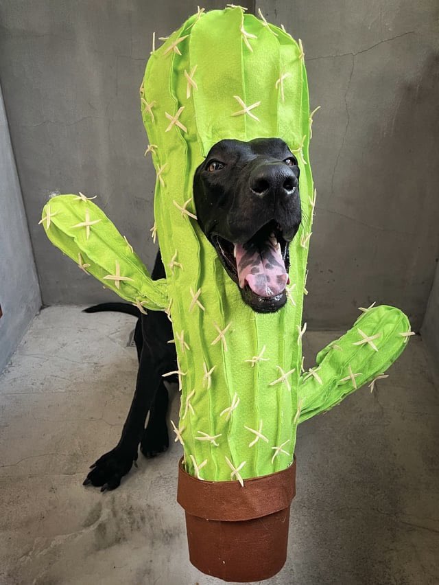 PawsAtHome's tweet image. 31 Days of #HowlOWeen: wishing everyone a safe &amp;amp; #HappyHalloween out Trick-or-Treating with your friends🌵🐶🎃 #PAH31Howl