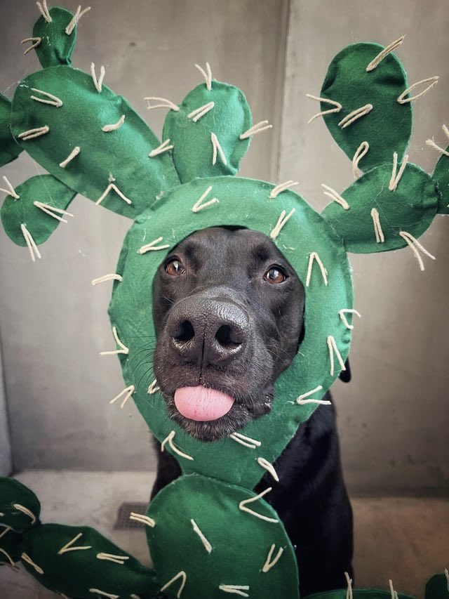 PawsAtHome's tweet image. 31 Days of #HowlOWeen: wishing everyone a safe &amp;amp; #HappyHalloween out Trick-or-Treating with your friends🌵🐶🎃 #PAH31Howl