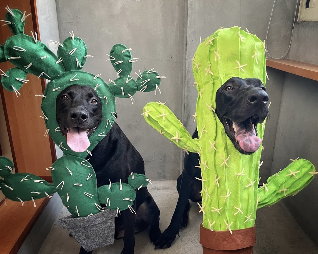 PawsAtHome's tweet image. 31 Days of #HowlOWeen: wishing everyone a safe &amp;amp; #HappyHalloween out Trick-or-Treating with your friends🌵🐶🎃 #PAH31Howl