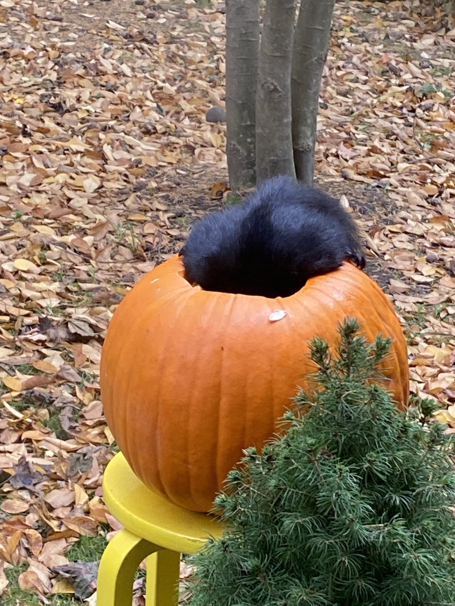 It took Squirrelly Squirrel less than 5 minutes.  Gold medal efficiency