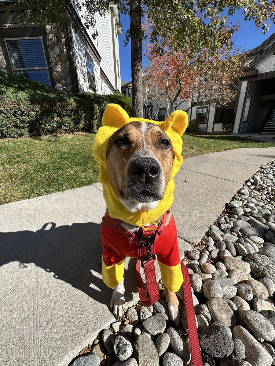 🎃Frida, the cutest Winnie the Pooh is wishing everyone a happy and safe Halloween!🎃