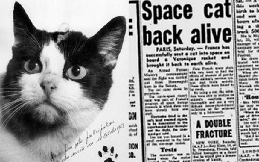 AstroCat_TheOG's tweet photo. @Nitric__ dont forget about your favorite cat that went to space $AstroCat
https://t.co/0fs0cWRDXI https://t.co/EN44ivHPd4