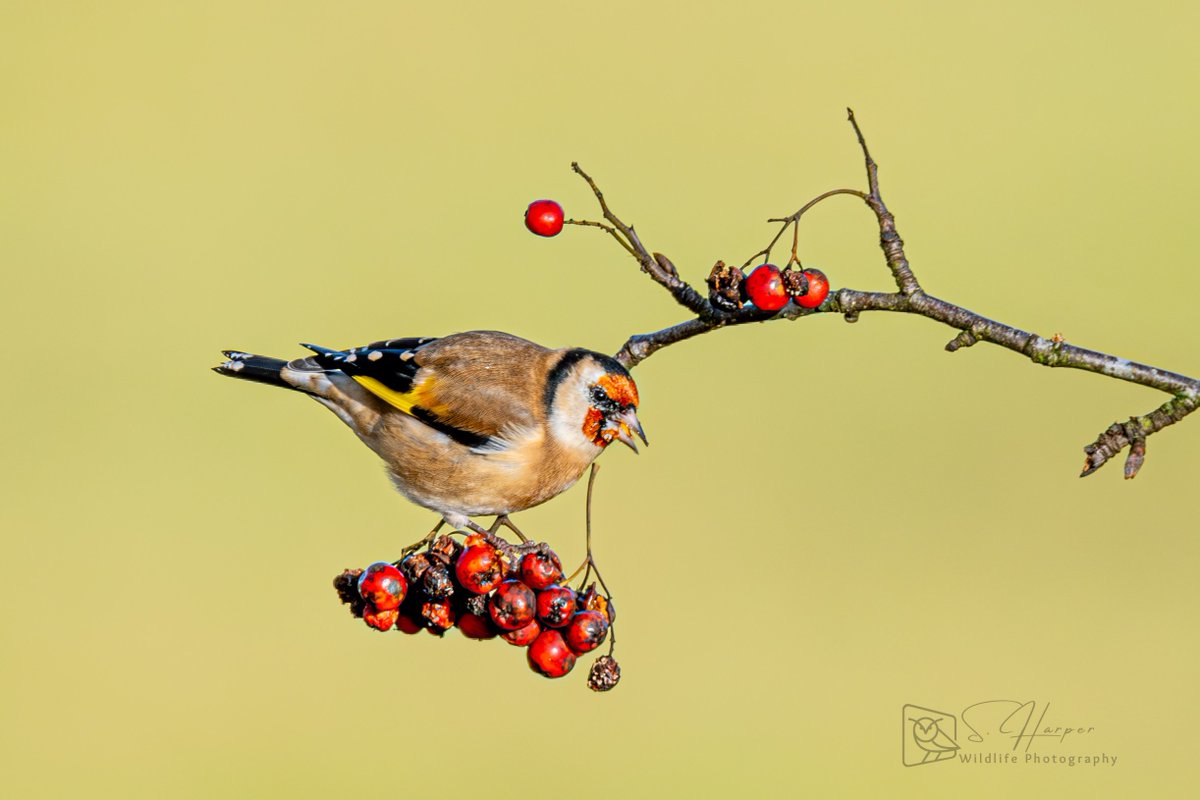 shaneyoda82's tweet photo. #AlphabetChallenge 🔺#WeekRforRed 🔺 @promderby2 A Goldfinch feeding on 🔴red🔴Rowan berries #PeakDistrict @nationaltrust @Derbyshirebirds @Britnatureguide @Natures_Voice #LONGSHAW #TwitterNaturePhotography #TwitterNatureCommunity #wildlifephotography https://t.co/9GiUxTTJ2D