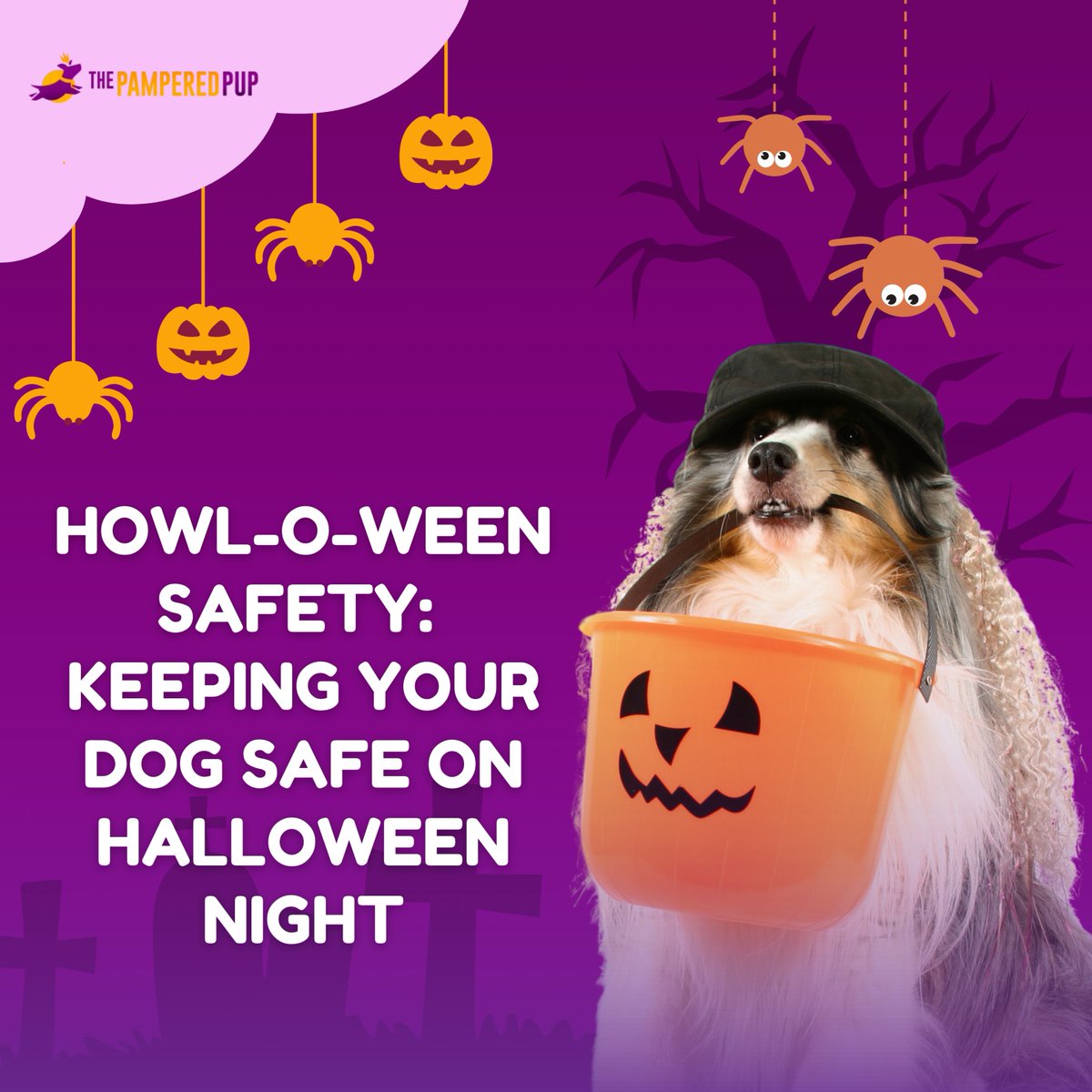 The Pampered Pup tweet media