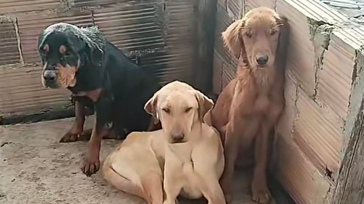 andreanimalidad's tweet photo. Alcalde @nelsonhparra @AlcMosquera me envían una denuncia de crianza ilegal de animales y grave maltrato en su municipio. El caso ha tenido inspecciones, pero el individuo sigue explotando y violentando a los animales: perros, gatos y conejos. El No del requerimiento es: AMQ2024ER017593. Si requiere la información que me envían, le agradezco me lo diga.
@ipybac @CarabinerosCol @PoliciaCmarca @PersoneriaMosq