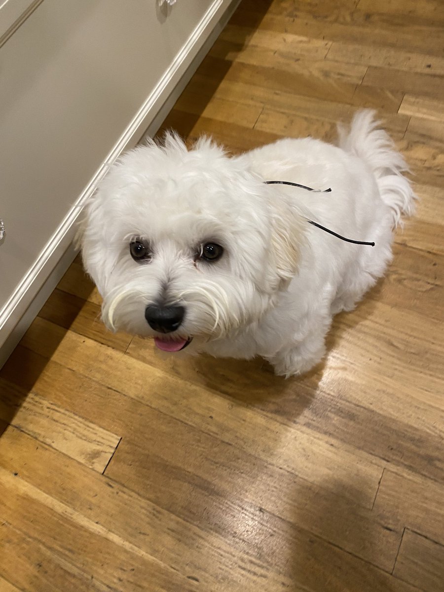 Buddy is going out tonight as Ramses from #LoveIsBlind