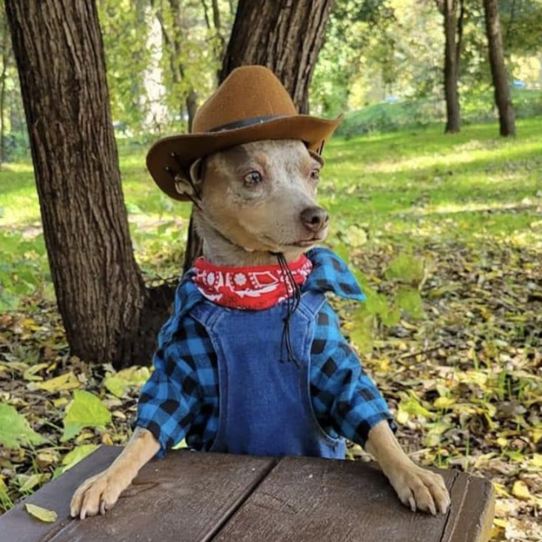 MDBarnmaster's tweet photo. Throwback to Four Years of Rowdy's Halloween Costumes! 🐾🎃

Which costume was your favorite? Comment below and share! #Rowdy #happyhalloween #DogCostumeFun https://t.co/9VsuFBSXpu
