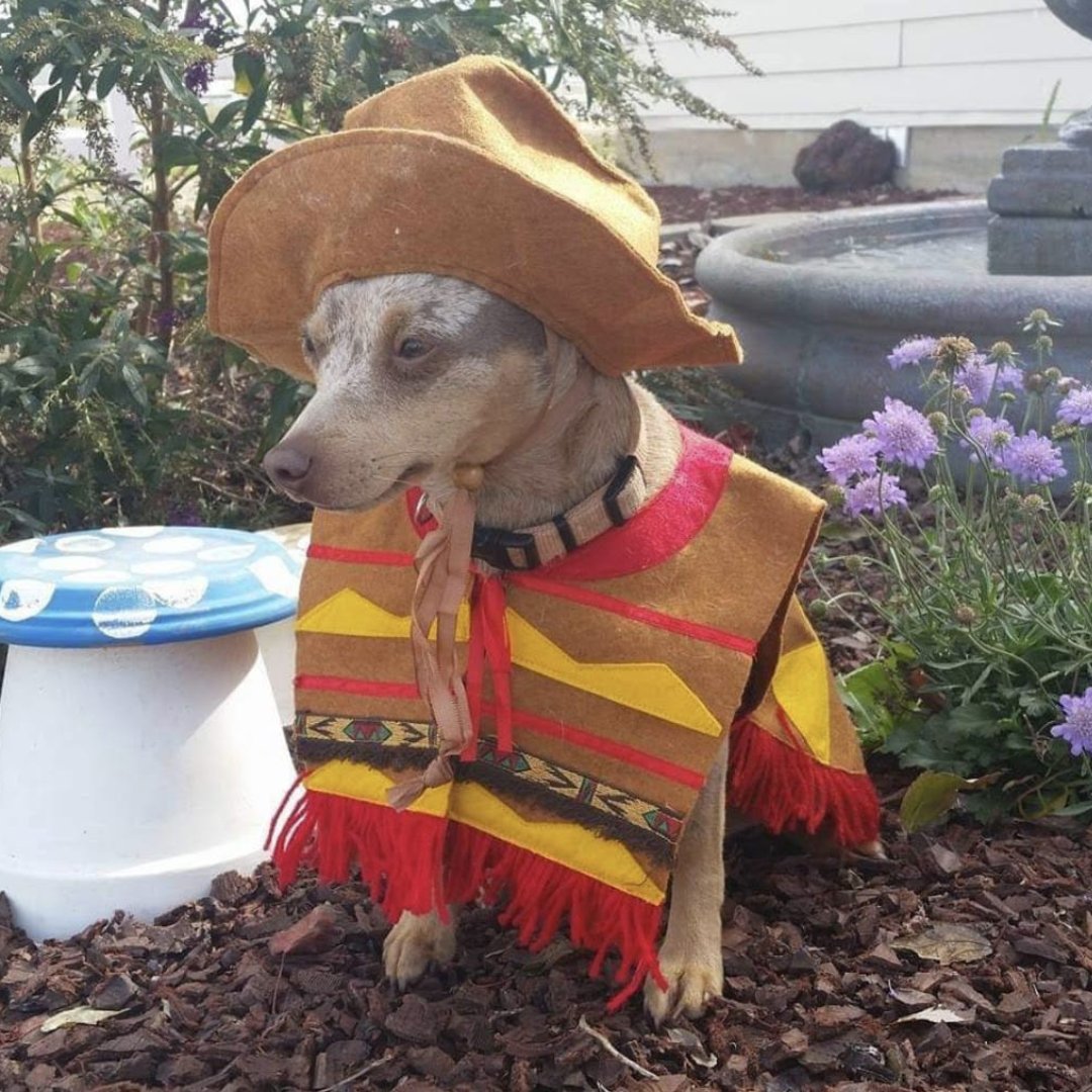 MDBarnmaster's tweet photo. Throwback to Four Years of Rowdy's Halloween Costumes! 🐾🎃

Which costume was your favorite? Comment below and share! #Rowdy #happyhalloween #DogCostumeFun https://t.co/9VsuFBSXpu