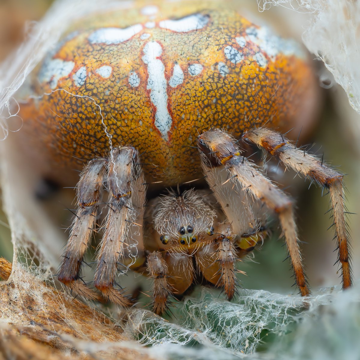 31st and final day of #Arachtober

A real pumpkin of a spider, Araneus quadratus.