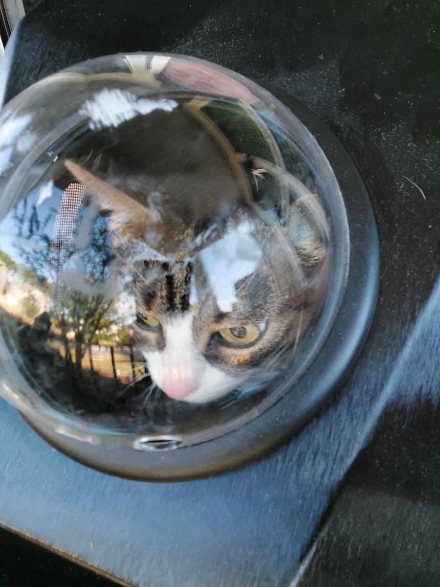 Hwell, for Hallow Ween Im am an SPACE CATTE Im guess