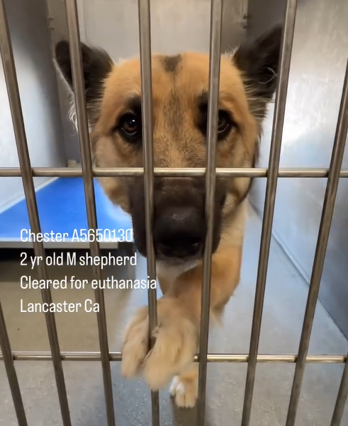 mapleveewesem's tweet photo. 🆘💔🆘3 weeks since we first shared Chester/Winston &amp; now he is one of Downey #California ACC's longest residents &amp; cleared for euthanasia😱He's mellow &amp; sweet &amp; needs someone to take a look at him now. Just 2 yo &amp; 45 lb. 
info⬇️ #A5650130 https://t.co/55QKa3ZKWt