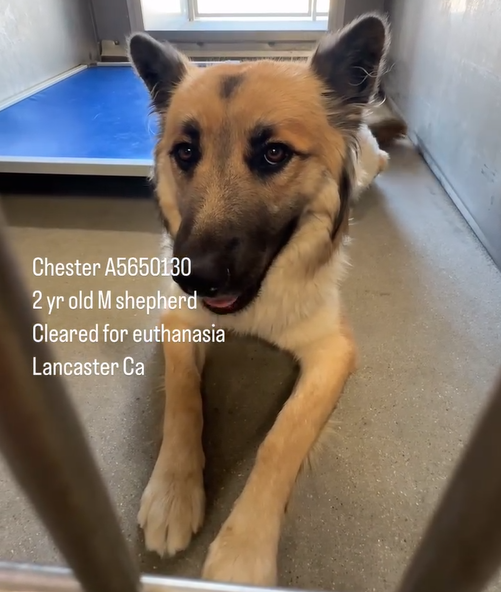 mapleveewesem's tweet photo. 🆘💔🆘3 weeks since we first shared Chester/Winston &amp; now he is one of Downey #California ACC's longest residents &amp; cleared for euthanasia😱He's mellow &amp; sweet &amp; needs someone to take a look at him now. Just 2 yo &amp; 45 lb. 
info⬇️ #A5650130 https://t.co/55QKa3ZKWt