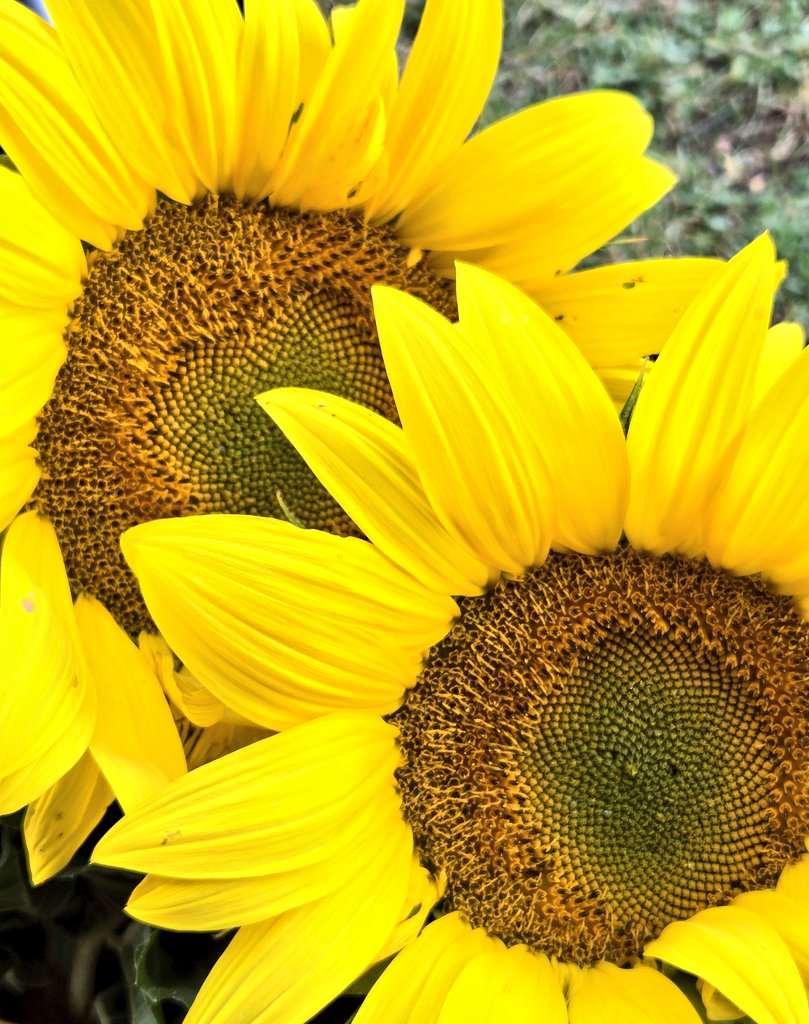#thursdayvibe #Sunflowers