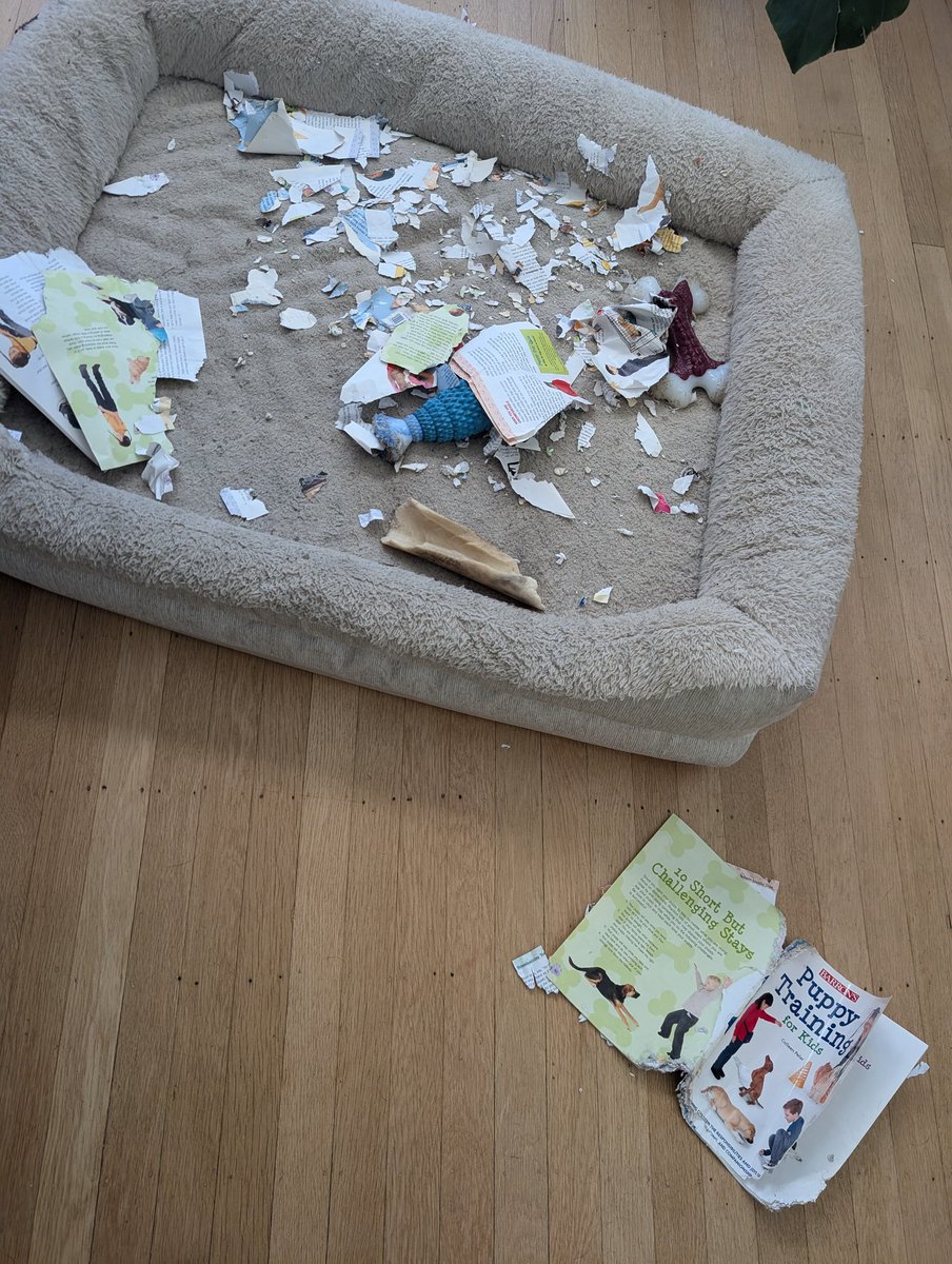 boedec's tweet photo. Dog training is going great https://t.co/fM2vSuAXiM