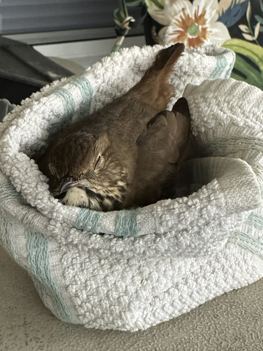 fomoco36's tweet photo. Sick hermit thrush!! Pooping purple!! Sleeping for a while now!! https://t.co/YxmzDfRqvT