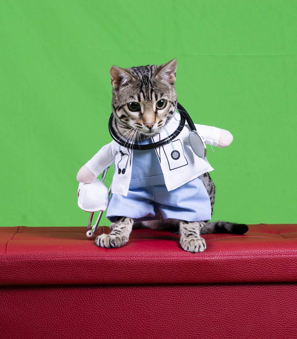 Orlando Medical News wishes you all a HAPPY HALLOWEEN! orlandomedicalnews.com
#CatDoctor #Halloween #OrlandoMedicalNews #OrlandoHealth #Orlando #OrlandoFL #MedicalNews #HealthNews #Healthcare #Florida #Orlando #CentralFlorida #OrlandoNews