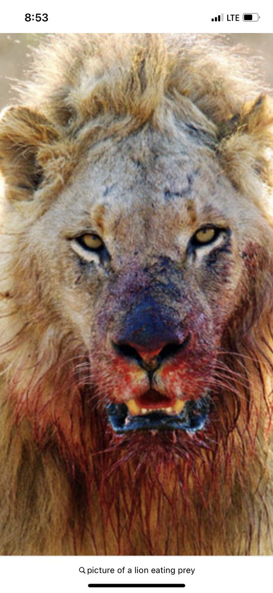 Region Championship on the line tomorrow night in the Den!!!!  Community come out be loud and be proud!!! Senior Night starts at 7:00. Kickoff at 7:30!!!!!!!
