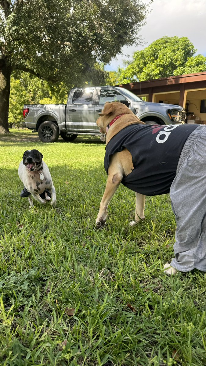 OjaniNoaOficial's tweet photo. We ready for Halloween 🎃🎃👻👻 La Rubia ready for the Gym and Enano Calvin Klein model for the day 🤣
Happy Halloween everybody from us to you😉
.
#happyhalloween #halloweenday #newpost #dogoftheday #goldenlabrador #jackrussellterrier #jackrussell #happythursday https://t.co/o9B3m8lRDz
