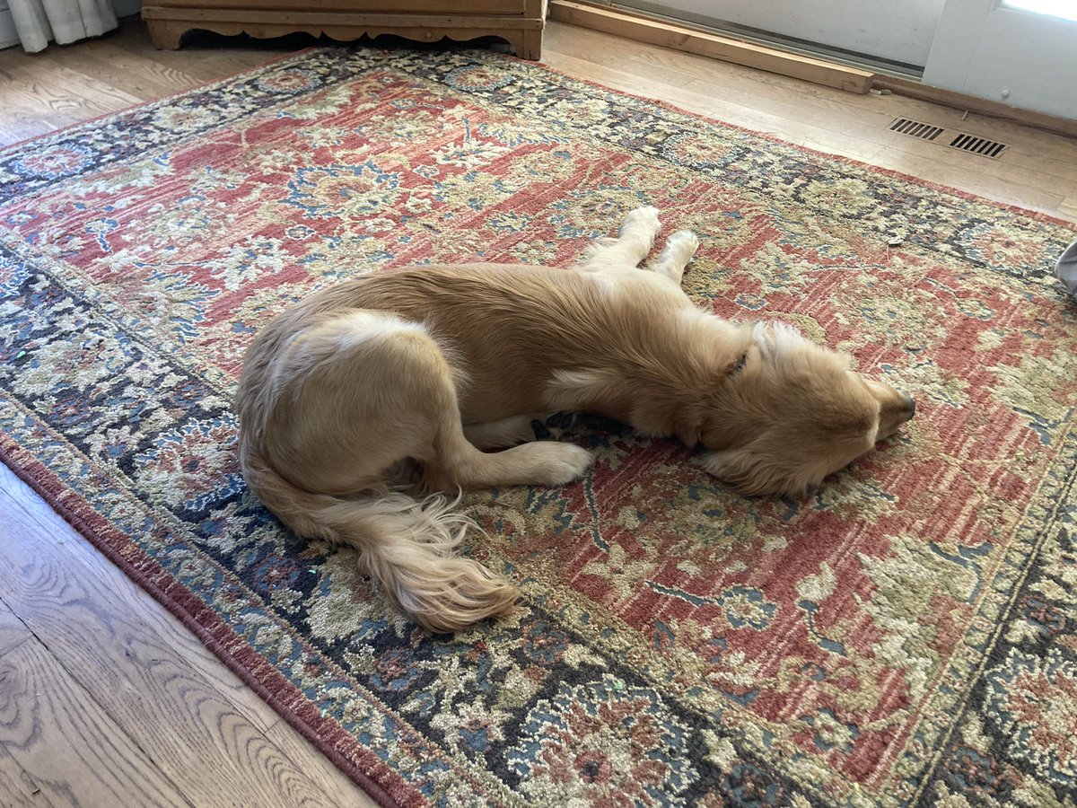 TV_Washburn's tweet photo. @DannyDeraney Hudson lays like this all the time. For him, it’s comfortable. To us, he looks like a crash victim. https://t.co/GqcjBbhnOL