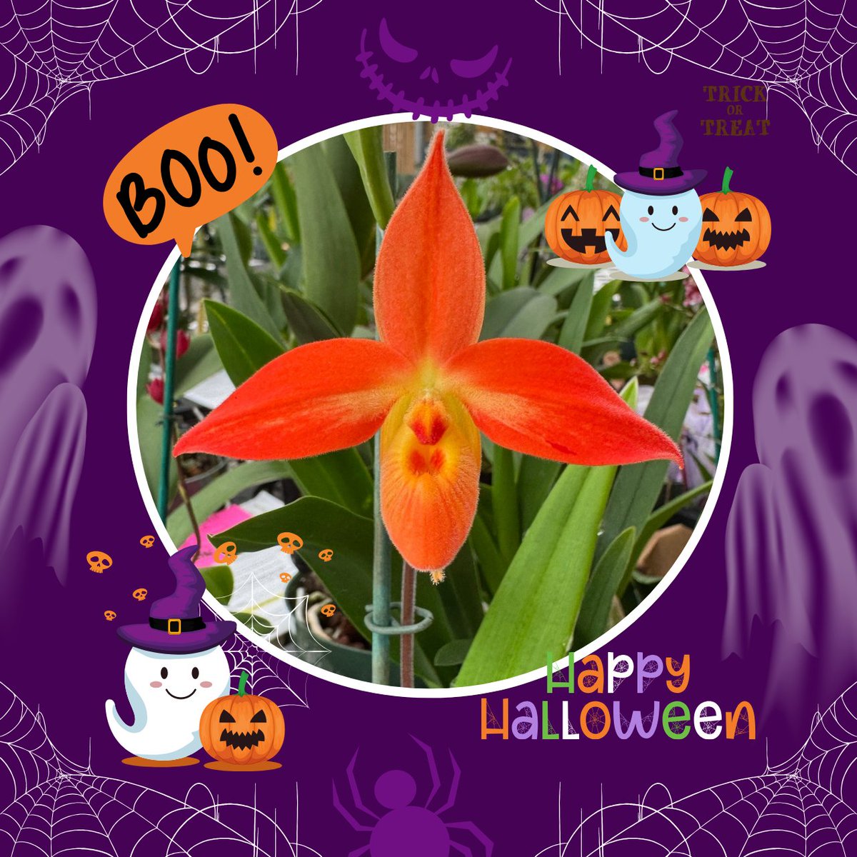 AkatsukaOrchid's tweet photo. Couldn't resist taking a photo of this bright and boo-tiful Phragmipedium in bloom today.  So bright it's almost fluorescent.   Have a safe &amp; happy Halloween! 
#phrag #halloween #orangeorchids https://t.co/xkneSt2PTJ