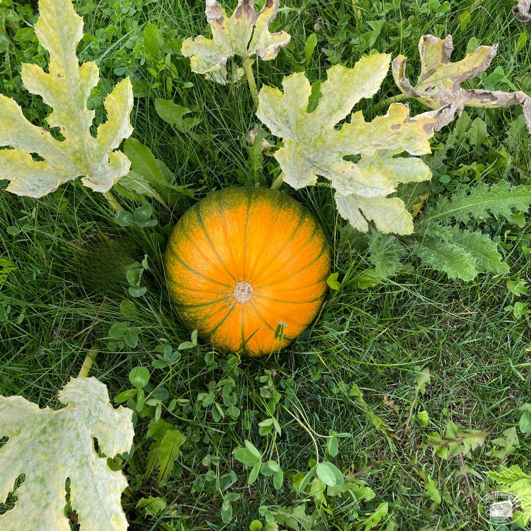 DuffyHomestead's tweet photo. In light of the Halloween holiday, we wanted to share one of the pumpkins we grew on the Duffy Homestead this year! 🎃 

This is our first year growing pumpkins - and it is something we intend to keep working at each year.

https://t.co/e1zlHkAlov

 #Caledon #Bolton #Orangeville https://t.co/3Ysj8S8ExC