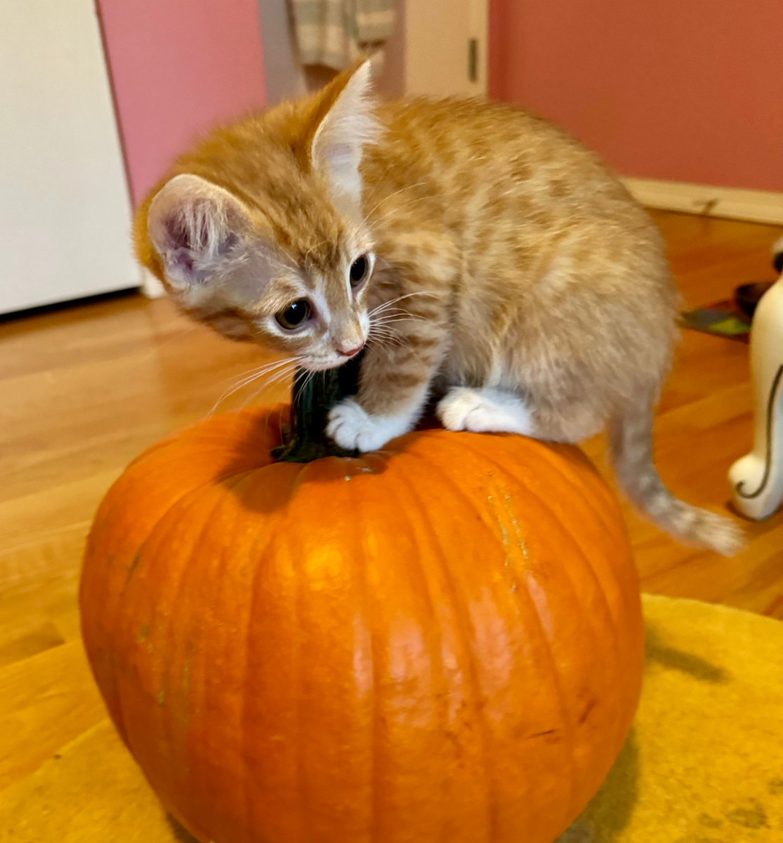 Timothy Caulfield tweet media