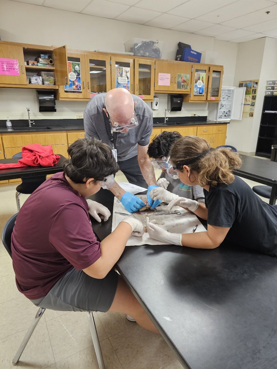 Teachers in Middle School are working to dissect frogs in order to understand body systems. Students are learning hard at Stevenson MS! Wonderful job! <a href="/Sci_LCrawford/">Lisa Crawford</a> <a href="/NISDMSScience/">NISDMSScience</a> <a href="/NISDStevenson/">CokeStevensonMS</a>