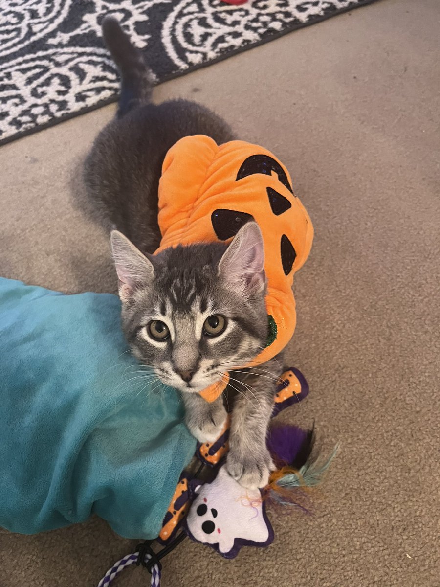 Happy Halloween from Boba and Pippin 🎃🦇💖