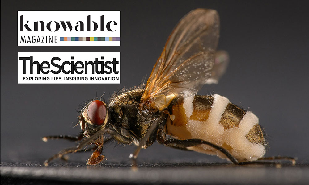 MCB_Harvard (@mcb_harvard) on Twitter photo Elya Lab’s Zombie-Making Fungus Research Covered by Knowable Magazine and The Scientist @zombieflied <a href="/BrandonFricker/">Brandon Fricker</a> <a href="/mslucycooke/">Lucy Cooke</a> <a href="/LeslieTorresU/">Leslie Torres-Ulloa 🧬</a> <a href="/JuliusTabin/">Julius Tabin</a> <a href="/RachelleGaudet/">Rachelle Gaudet</a> <a href="/HarvardGSAS/">Harvard Griffin GSAS</a> <a href="/Harvard/">Harvard University</a> mcb.harvard.edu/department/new… Elya Lab’s Zombie-Making Fungus Research Covered by Knowable Magazine and The Scientist @zombieflied <a href="/BrandonFricker/">Brandon Fricker</a> <a href="/mslucycooke/">Lucy Cooke</a> <a href="/LeslieTorresU/">Leslie Torres-Ulloa 🧬</a> <a href="/JuliusTabin/">Julius Tabin</a> <a href="/RachelleGaudet/">Rachelle Gaudet</a> <a href="/HarvardGSAS/">Harvard Griffin GSAS</a> <a href="/Harvard/">Harvard University</a> mcb.harvard.edu/department/new…