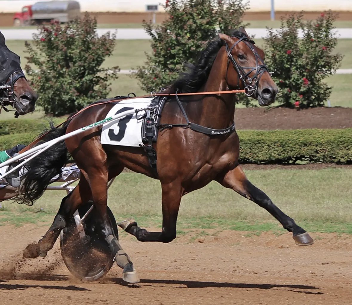 Bros Stables tweet media