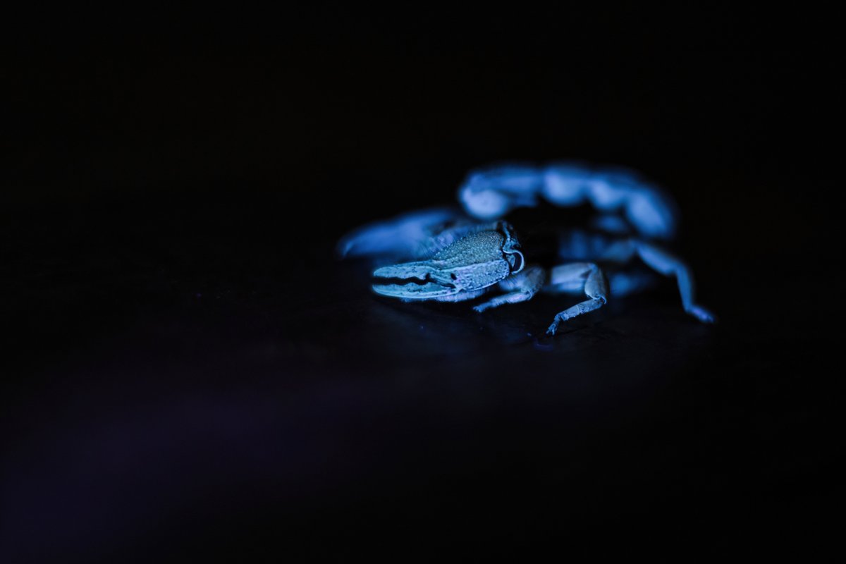 GAP__AFRICA's tweet photo. 🦂🔦 Spooky Season Pro Tip! Did you know that scorpions glow under UV light?Pack a blacklight and explore camp at night to catch these little creatures hiding in plain sight! Their eerie green-blue glow is pure magic! Remember, keep a safe distance unless you're with an expert! https://t.co/5HXVCaT9PR