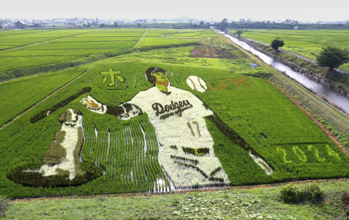 Rice paddy portrait of Shohei Ohtani and his dog, Decoy, in Oshu, Japan, the Dodger star’s hometown💙