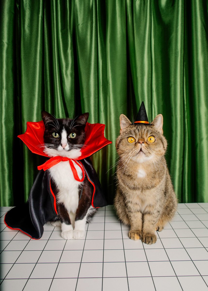 CheetoTuxedo's tweet photo. 🧛‍♀️🩸Feeling extra thirsty and ready to bite into all the snacks, with my sidekick witch Nacho casting spells for bonus treats, of course! 🧙‍♂️ Happy Halloween, friends! 🎃🦇 https://t.co/uEPFLRbOrC