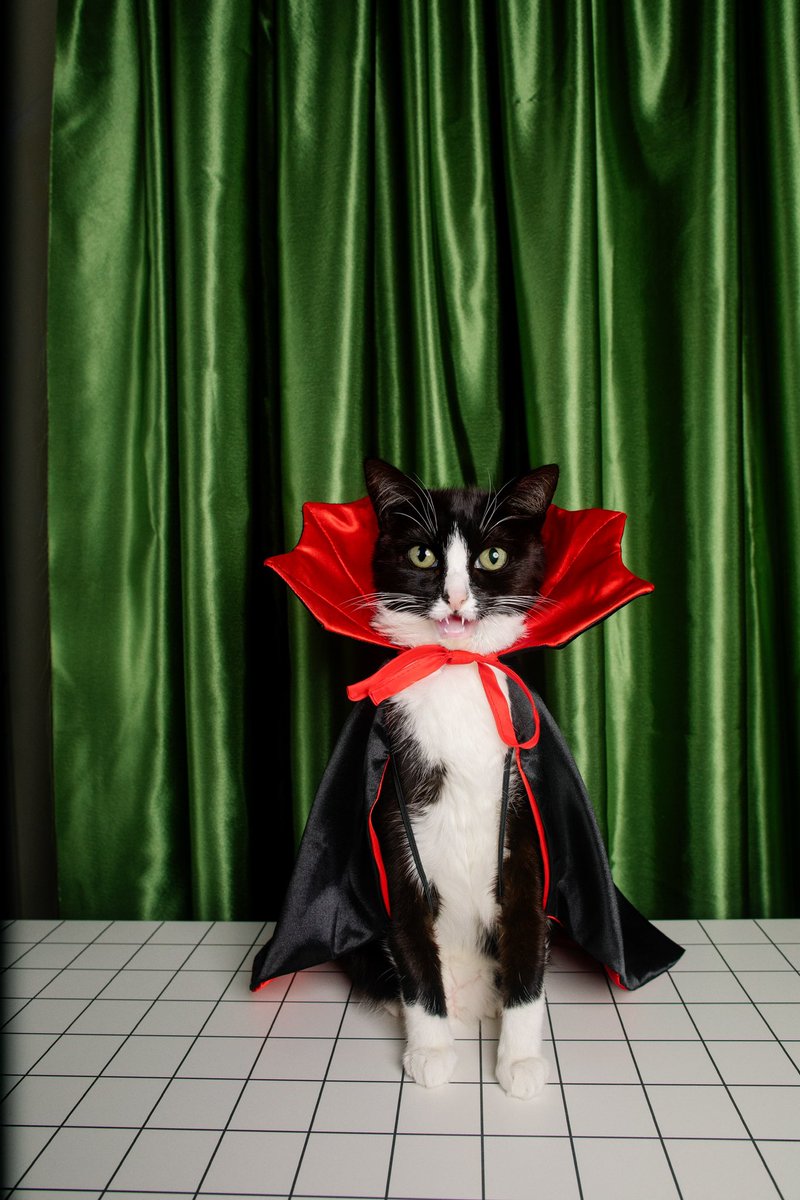 CheetoTuxedo's tweet photo. 🧛‍♀️🩸Feeling extra thirsty and ready to bite into all the snacks, with my sidekick witch Nacho casting spells for bonus treats, of course! 🧙‍♂️ Happy Halloween, friends! 🎃🦇 https://t.co/uEPFLRbOrC