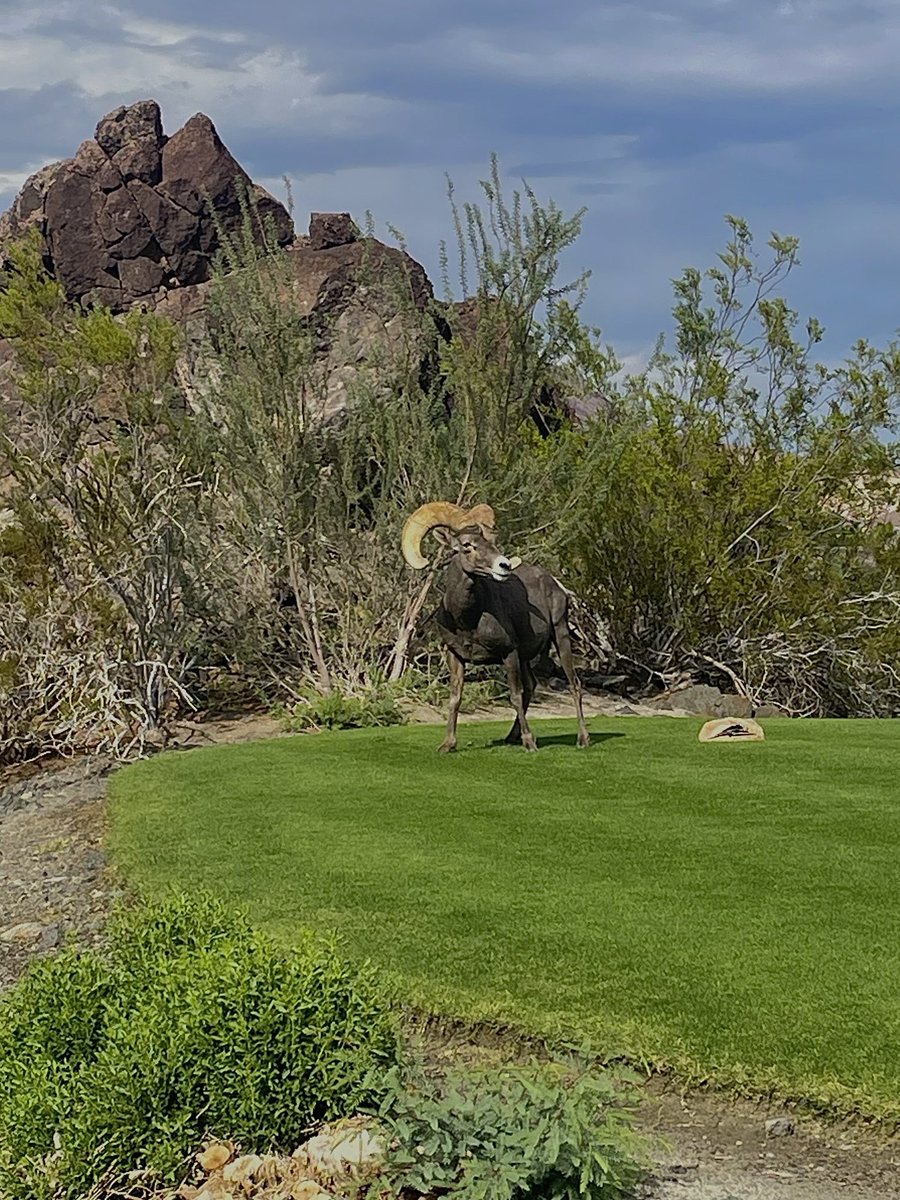 SouthShore Country Club tweet media