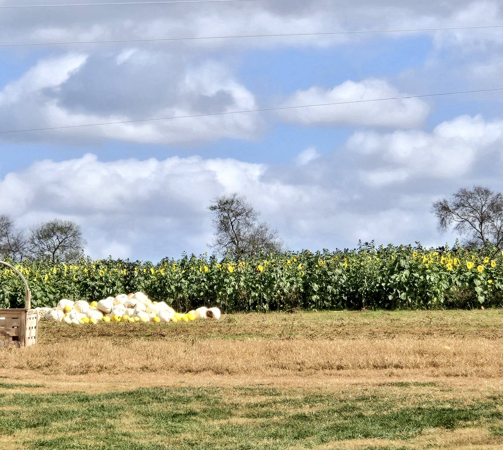 #fallseason #harvest2024