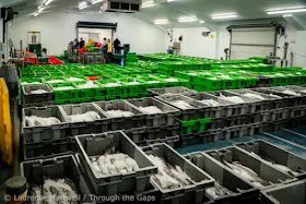 NewlynFishing's tweet photo. FishFriday #FreshCornish 🐟 Favorats On Auction tomorrow morning as “OceanPride” offers #CornishHAKE +Mix with “CrystalSea” tempting buyers with #CornishCuttle / Squid #CornishSoles (Megrim) ect! …as Handlined Mackerel & Squid is available from inshore toshers’ …Most for 🇬🇧 distribution #LocalFishmonger @Cornishfpo #FreshCornish