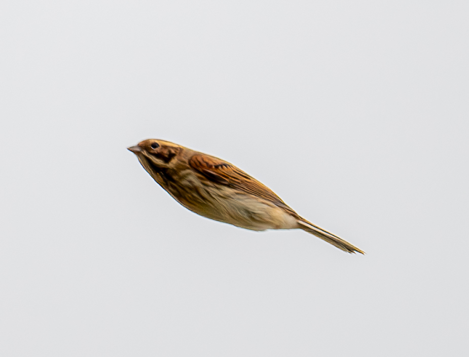 SiBorder's tweet photo. Fairly quiet on Black and Pinnacle Hill #MalvernHills this morning, with a handful of mipits and couple of Skylarks over, plus this Reed Bunting flying east to west which is a first on the hills for me. #VisMig #WorcsBirds https://t.co/5f67C2Zxjp